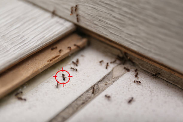 Maryland City, MD Pest Control Company
