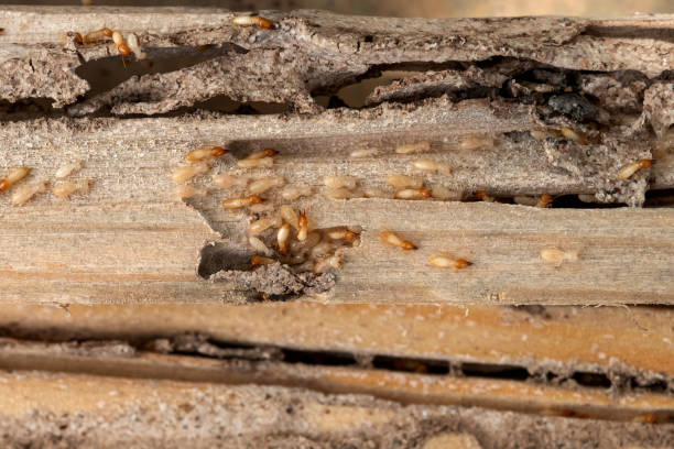 Best Best Pest Control Companies  in Maryland City, MD